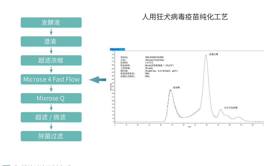 Process flow and chromatograms for rabies vaccine purification on Microse 4 Fast Flow